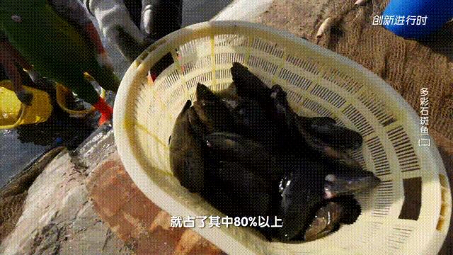 一条石斑鱼,一条石斑鱼一碗白饭