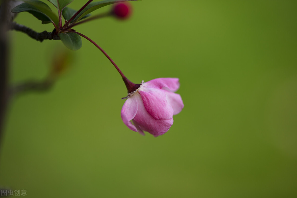 诗词里的春天作文600字,诗词里的春天的手抄报