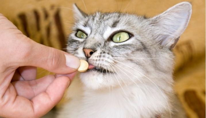 猫咪定期驱虫还会有寄生虫吗,猫咪身上寄生虫用什么药