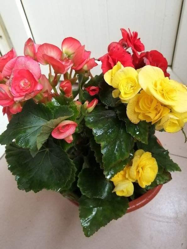 阳台如何养非洲堇,非洲堇怎么养开花多