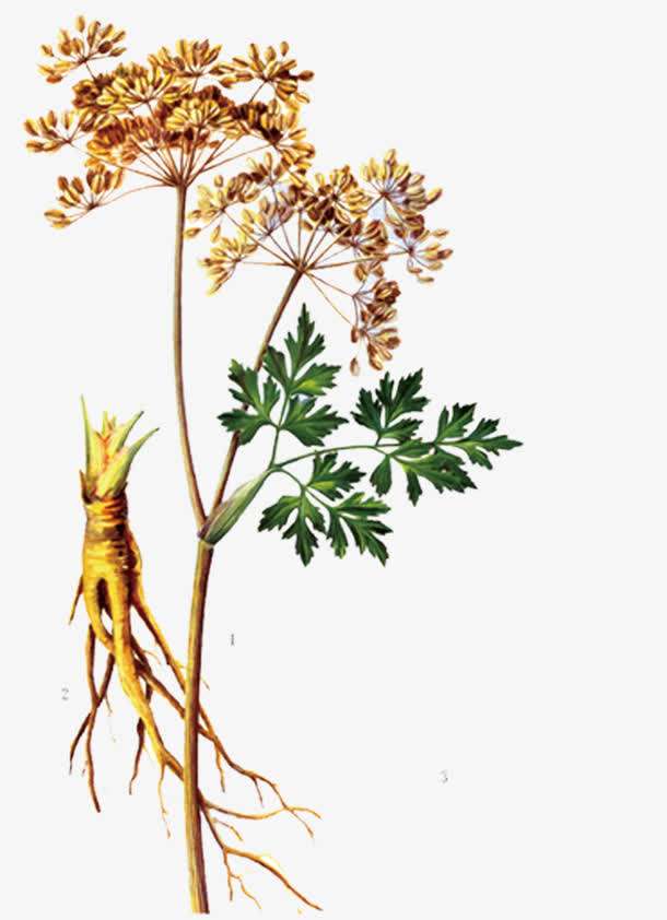 精油––欧白芷（Angelica）