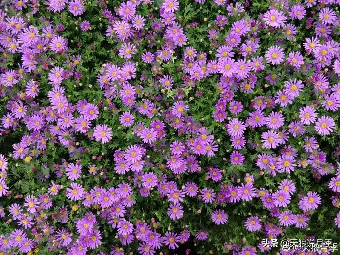 盘点每个世界第一关最强的植物,有哪些可以卡无敌的植物