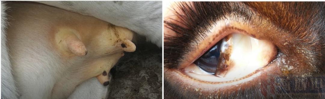 张廷青,张廷青简介