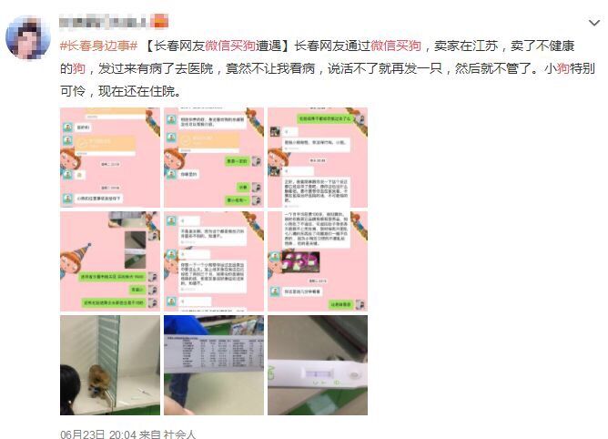 网上买比熊和博美,买博美犬和比熊