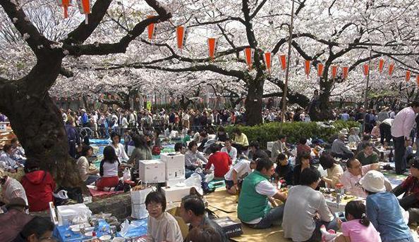 动漫樱花有什么含义,日本动漫中樱花文化