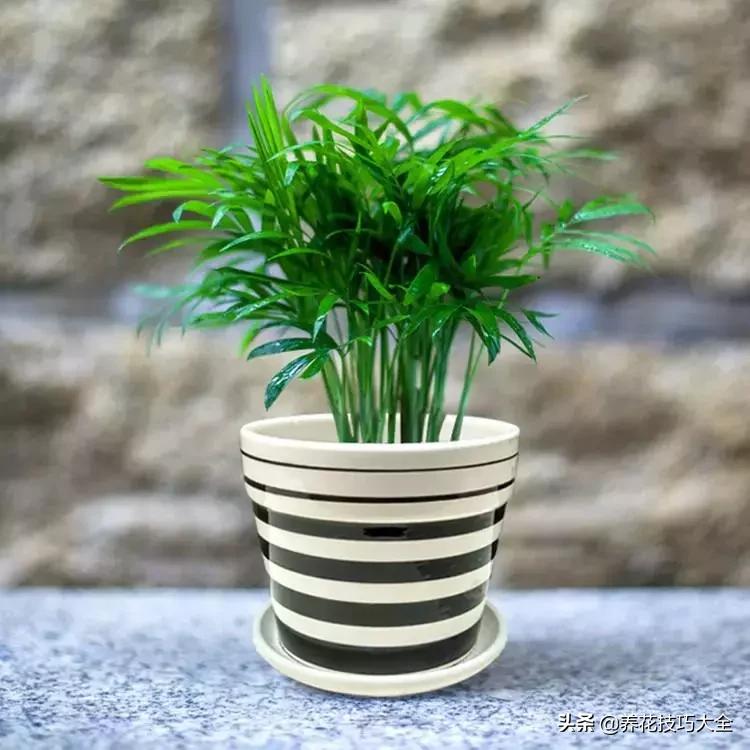 4种耐阴花好看好养活室内也能开,和绿萝长得很像耐阴的植物