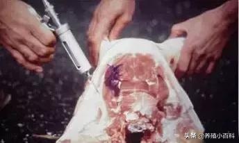 猪的注射方式和注意事项,猪疫苗注射的正确部位和方法图