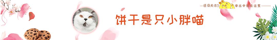 狗长期吃猫粮会有什么结果,狗狗可以吃猫粮吗有什么危害