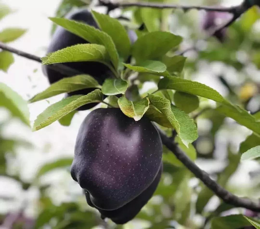 这种黑苹果68元一个，种植效益怎么样？