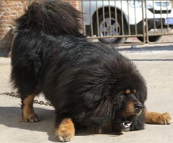 藏獒为什么不能养,王者荣耀藏獒怎么获得