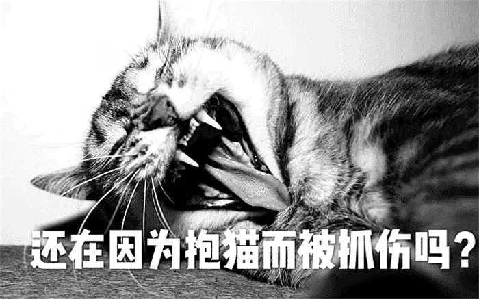 猫咪最讨厌的10个动作,猫咪最讨厌三种抱法图解