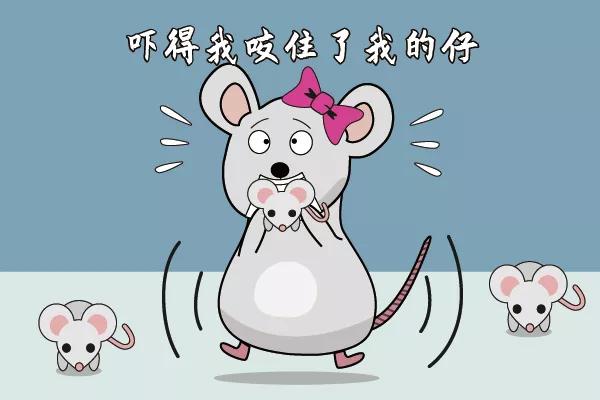 走近科学鼠王,走近科学之消失的巴士