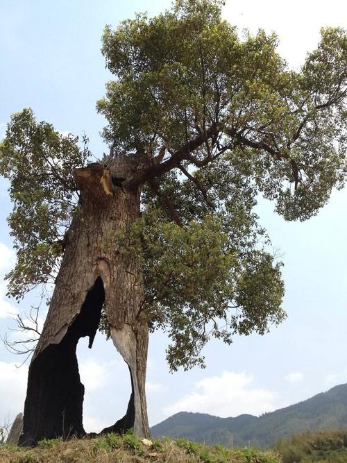 先天性脊髓空洞能自愈吗,脊髓空洞症3d治疗视频