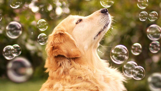 十大宠物店加盟商0元加盟宠物店,加盟开宠物店有哪些销售技巧