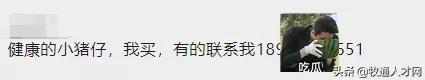 仔猪50元贱卖,远低牧原正邦成本价诱发猪市抄底,双胞胎收猪苗了