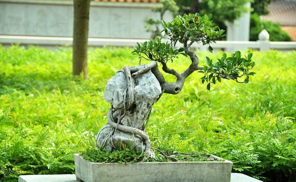 榕树盆景放卧室里好吗,榕树盆景适合放卧室吗