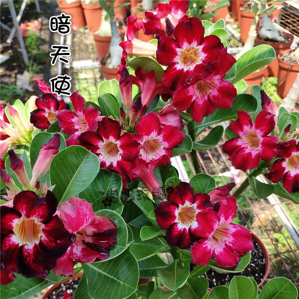 84个沙漠玫瑰品种，收起来慢慢看，待到来年春天选几种喜欢的养