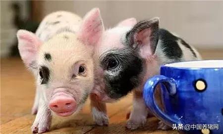 7月1日猪价：猪价下探速度减缓，四川生猪存栏比去年减少1/3