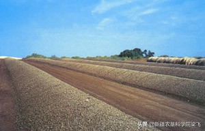 腐烂蔬菜怎么做肥料,腐烂的果蔬怎么做肥料