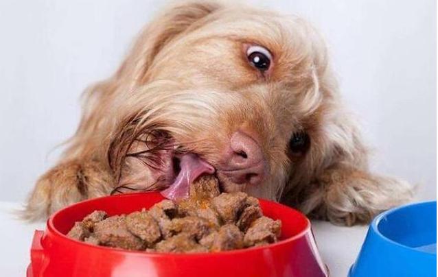 狗狗为什么经常哈气,狗狗不停哈气呼吸急促是怎么回事