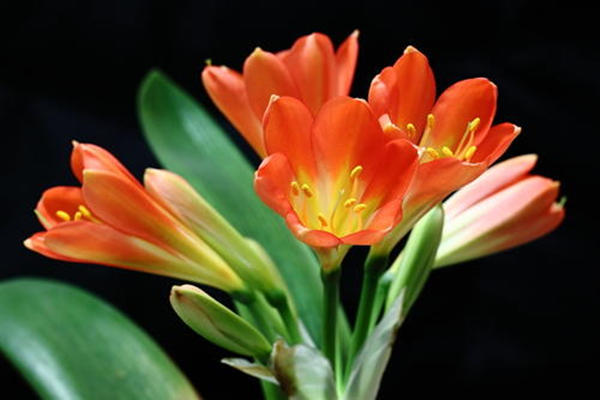 君子兰种子出芽了什么时间移苗,君子兰熟果种植方法