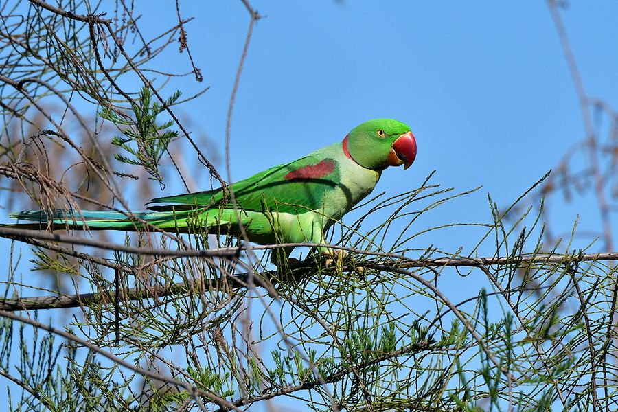 怎么给亚历山大鹦鹉办证,养殖亚历山大鹦鹉犯法吗
