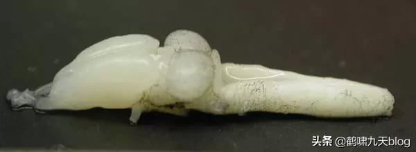 人类大脑如何超越人工智能,人类的出路在于将自身升级为神