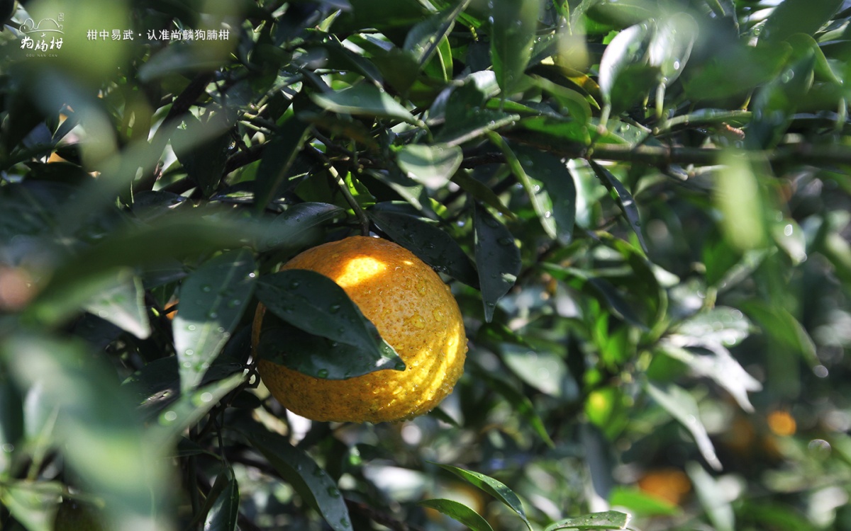 新会陈皮果农直播,广西陈皮和新会陈皮的区别