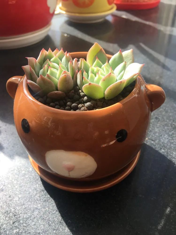 多肉新年寄语,养多肉七八年用心沉淀静待花开