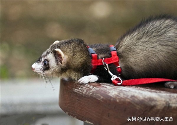 养安格鲁貂需要什么,养安格鲁貂