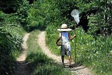 知了和蚱蝉是一种动物吗,知了和蚱蝉有什么区别