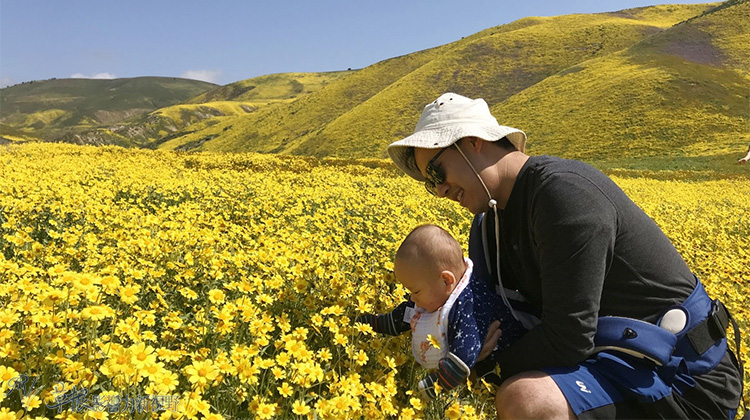 加州野花,加州野花的视频