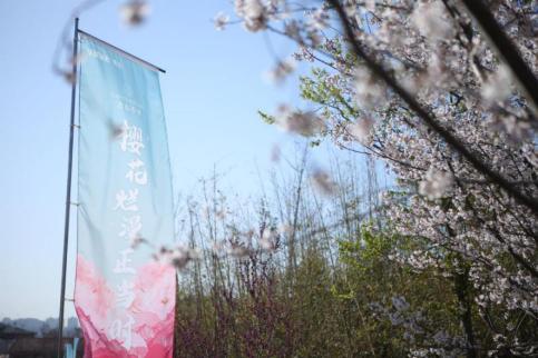 青岛樱花小镇,青岛网红小镇