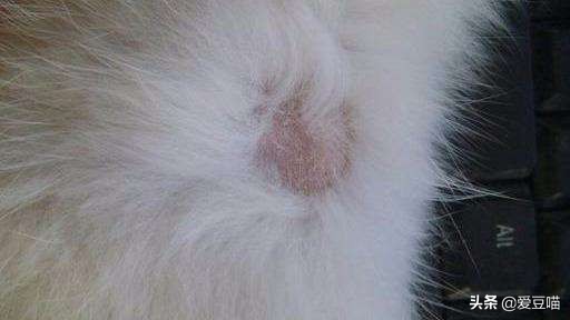 猫癣反反复复要怎么治疗好,猫癣反反复复好不了怎么办