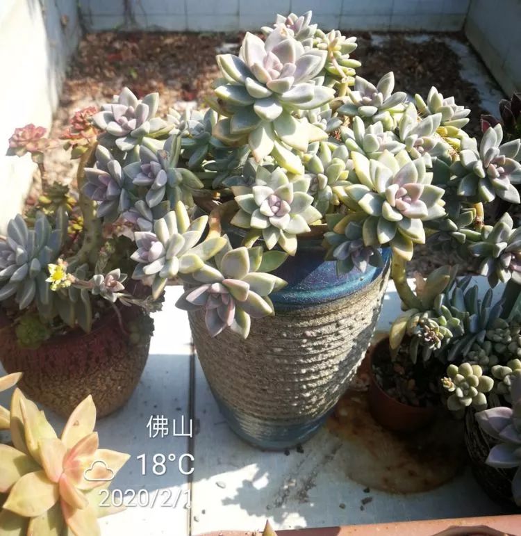 一杯清茶一道暖阳,一杯清茶温暖的时光