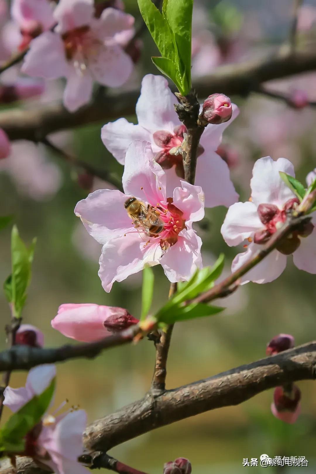 桃之夭夭!来武汉蔡甸世外桃源,许你万株桃花