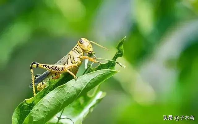 柑橘大实蝇和柑橘小实蝇常规虫害,柑橘虫害高清图谱及防治方法