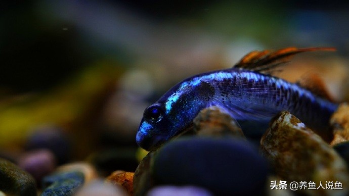 鱼缸爆藻是不是水绿了才能爆藻,鱼缸爆藻对龟有影响吗