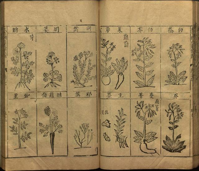 本草纲目中插图是李时珍画的吗,本草纲目李时珍插图