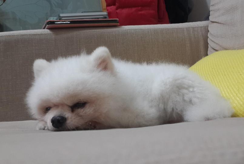 博美犬老了有什么特征,博美犬的特性和特点