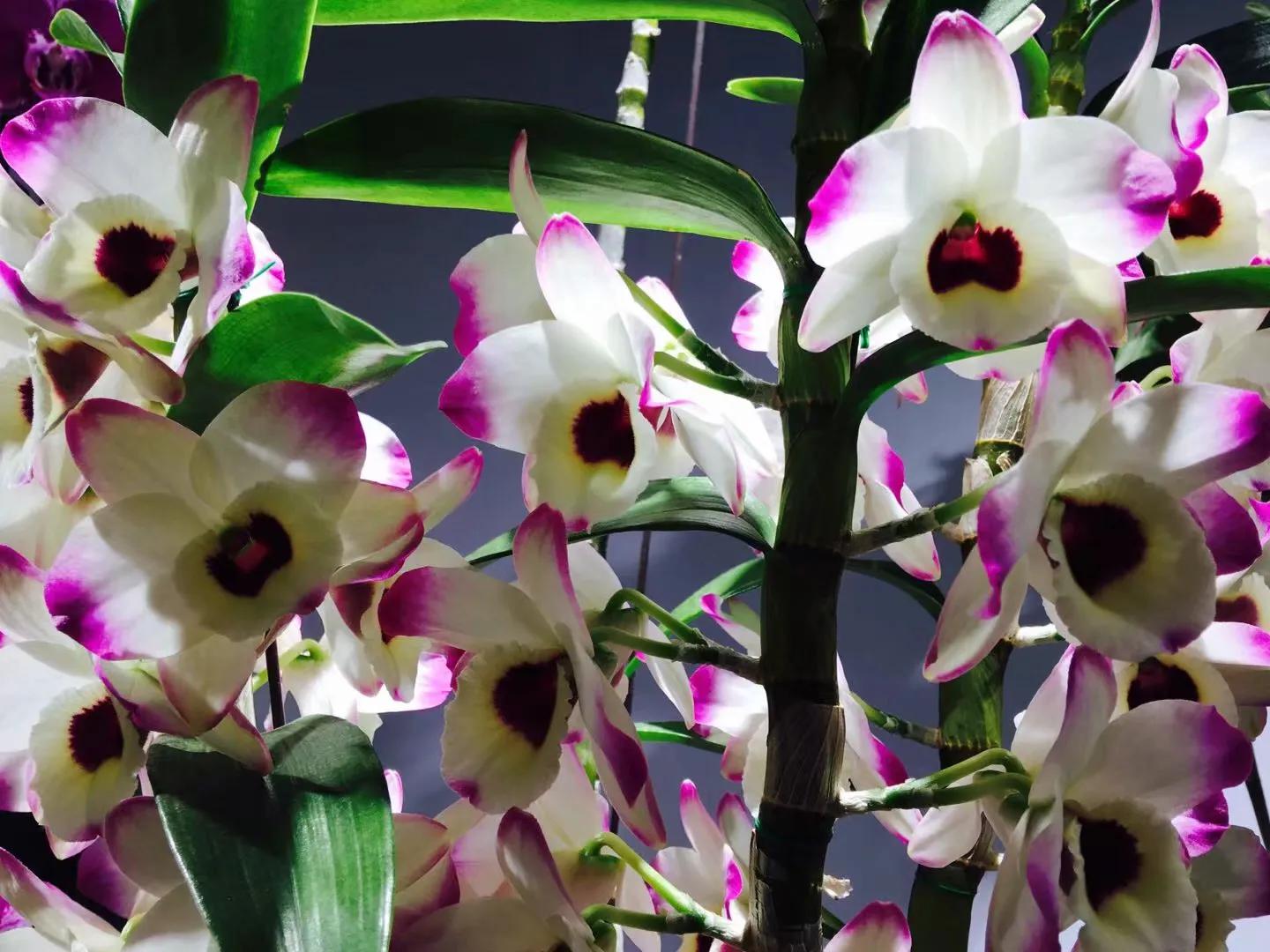 兰花最美的季节是冬季,北方冬季赏兰花