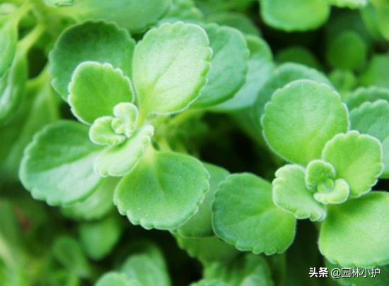 15种室内清新空气花,什么花一年四季都香还适合室内养