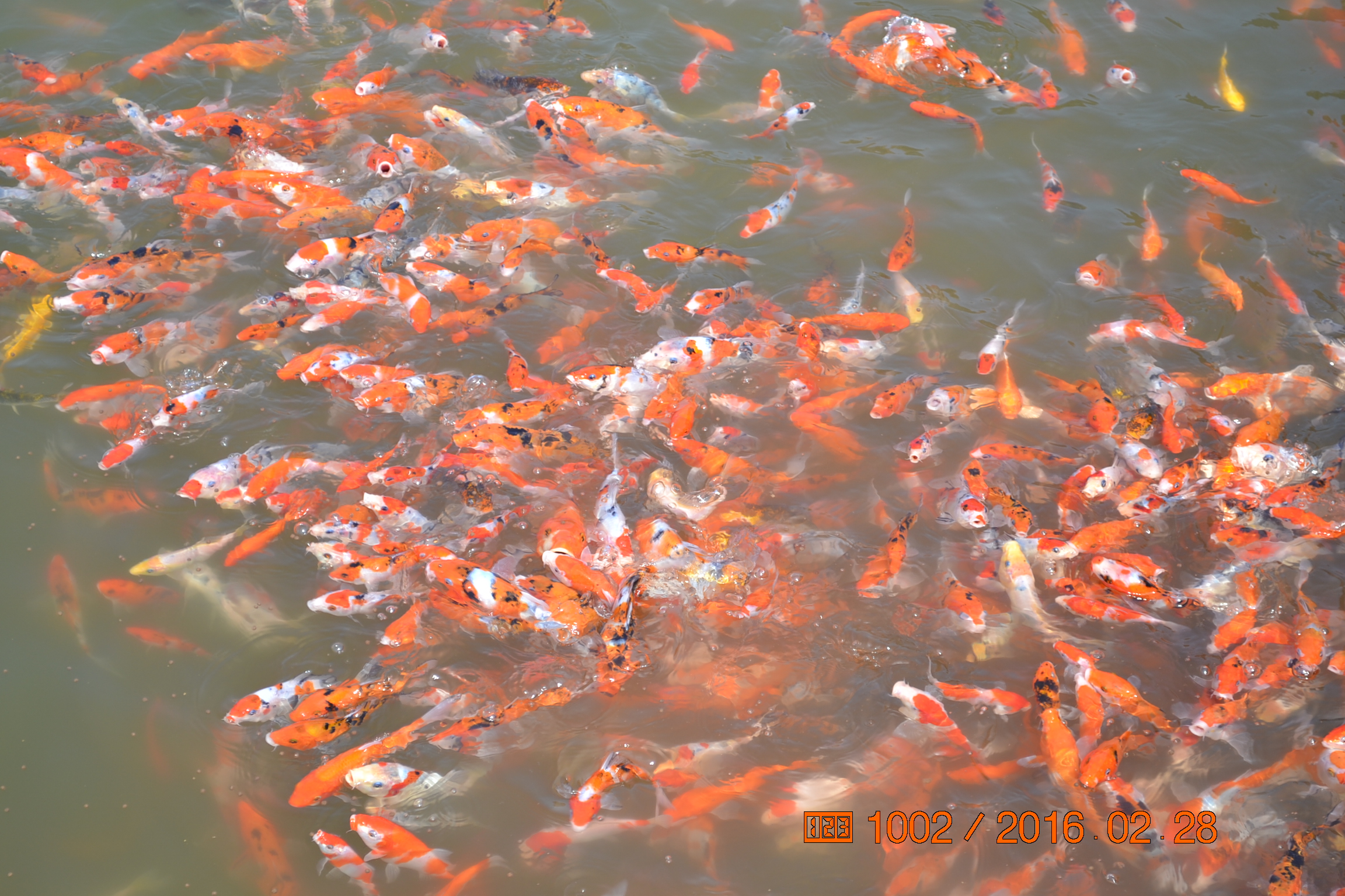 锦鲤苗成长,日本锦鲤水花苗成长