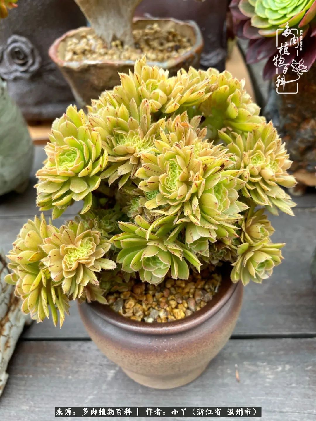 祖上无院家里无矿,一腔浪漫情怀付诸楼顶造花