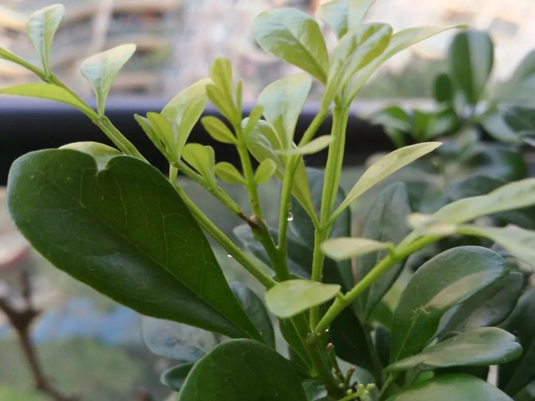 花叶子冒水珠怎么养,花叶子哗哗掉