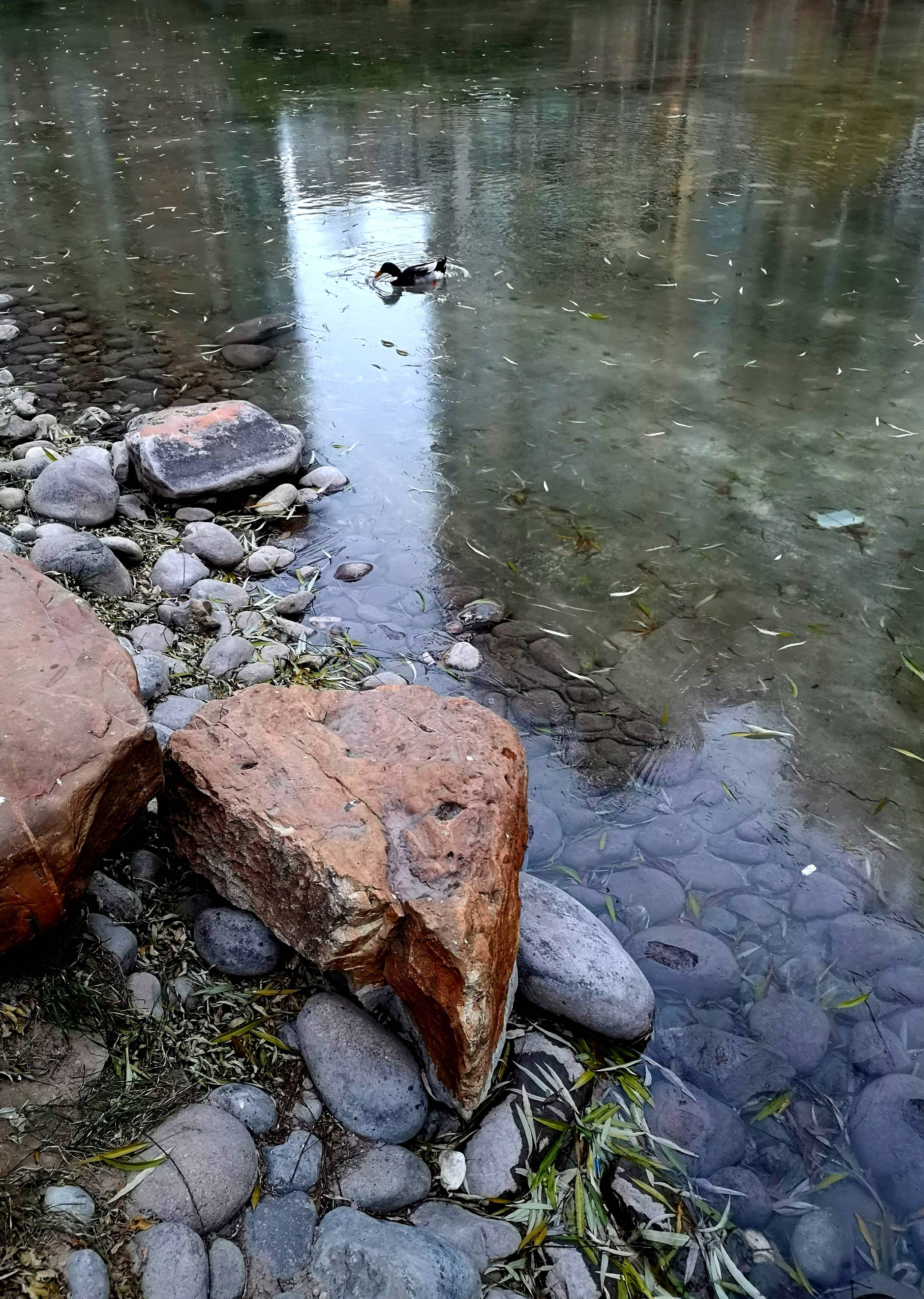 巷里林泉——去不了南方的绿头鸭