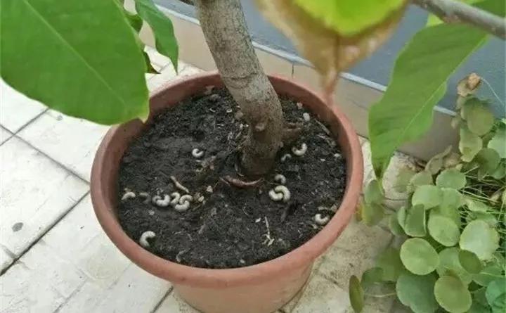 养花的虫害分类及防治,养花如何预防虫害视频教程