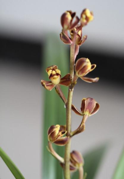 兰花八大名品价格,荷瓣兰花第一名品