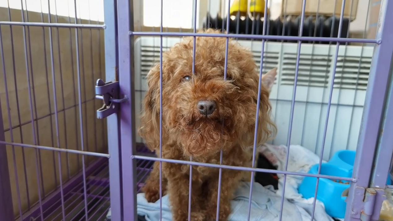 跨省搬家宠物怎么办,搬家去外地宠物怎么带走