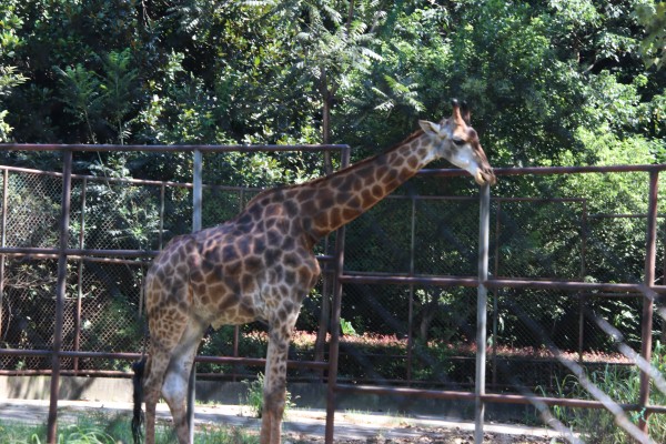 游红山动物园游览顺序,济南野生动物园和南京红山动物园